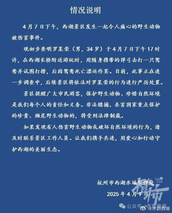 34岁了，他偏用弹弓射鸳鸯！鸳鸯已死，同伴不愿离去……