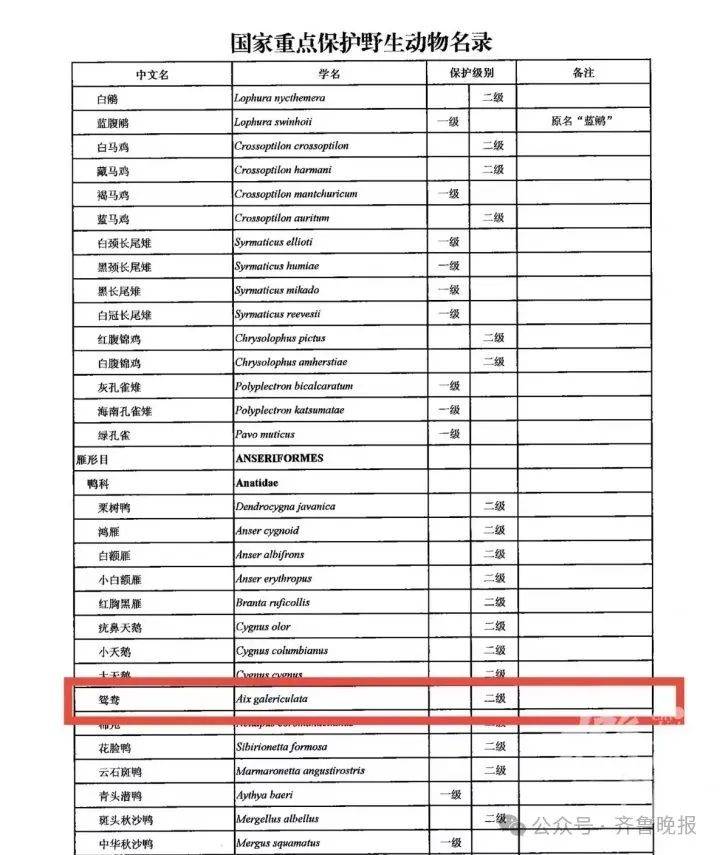 34岁了，他偏用弹弓射鸳鸯！鸳鸯已死，同伴不愿离去……